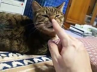 notice touching the cat's nose (pet kitty animal video movie )