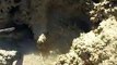 The hidding crab in the hole (video  fish water marine deep sea pet beach )