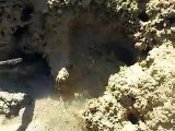 The hidding crab in the hole (video  fish water marine deep sea pet beach )