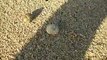 the small hermit crab's moving (video  fish water marine deep sea pet beach)