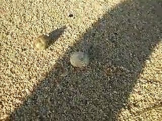 the small hermit crab's moving (video  fish water marine deep sea pet beach)