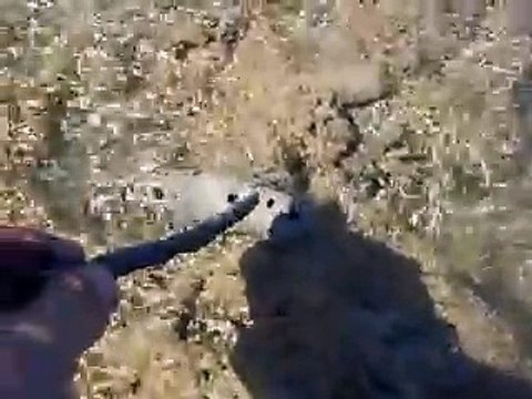 What's this! The mysterious creature (video fish water marine deep sea pet beach)