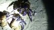 3 hermit crab's meeting in the night beach (video  fish water marine deep sea pet beach)