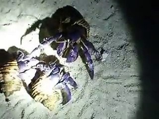 3 hermit crab's meeting in the night beach (video  fish water marine deep sea pet beach)