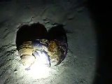 nice couple of hermit crabs (video  fish water marine deep sea pet beach)