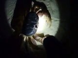 the chiken crab in the night beach (video fish water marine deep sea pet beach)