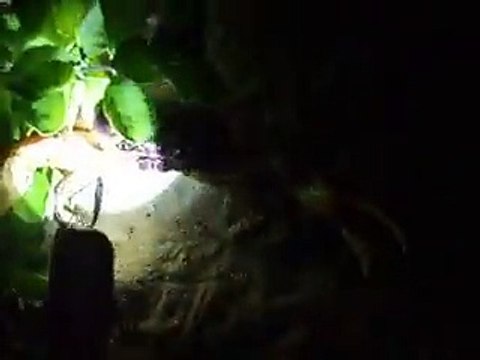 the powerful crab in the night beach (video fish water marine deep sea pet beach)