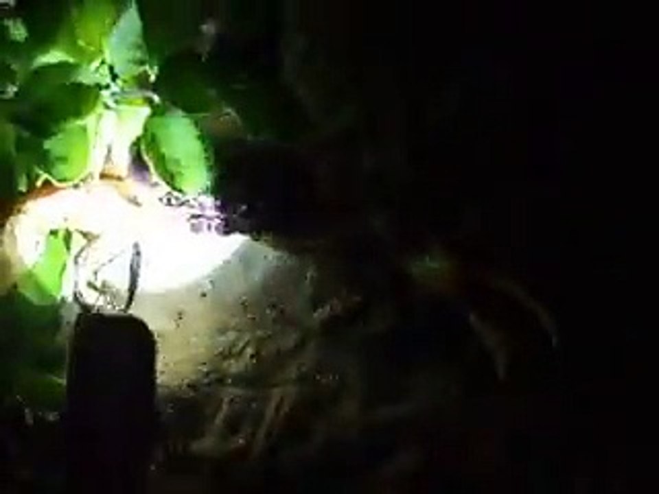 the powerful crab in the night beach (video  fish water marine deep sea pet beach)
