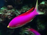 rare pink fishes! (video  fish water marine deep sea pet beach)