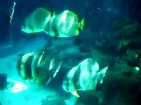 The Humphead Wrasse fish (video fish water marine deep sea pet beach)