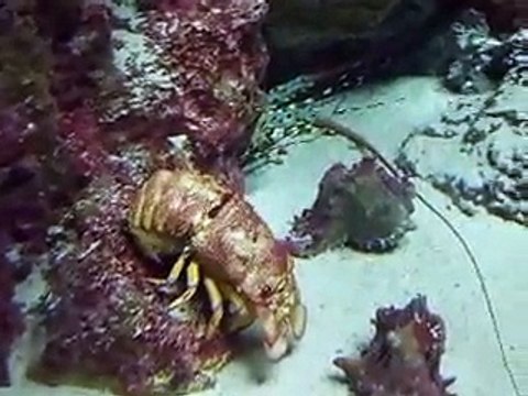 rare! The slipper lobsters (video fish water marine deep sea pet beach)