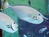 The funny face fishes (video  fish water marine deep sea pet beach)