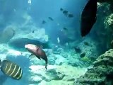 The mysterious of the sea in the Aquarium Video sea water marine deep sea