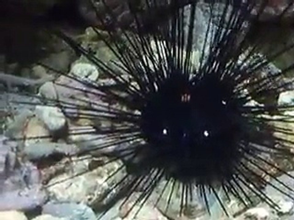 The poison sea urchin(video fish water marine deep sea pet beach)