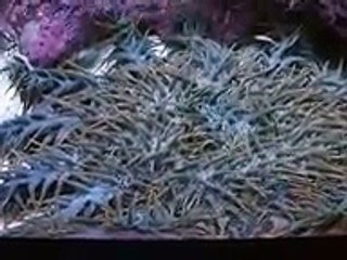 The poison stafish 'crown of thorns stafish' (video fish water marine deep sea pet beach)