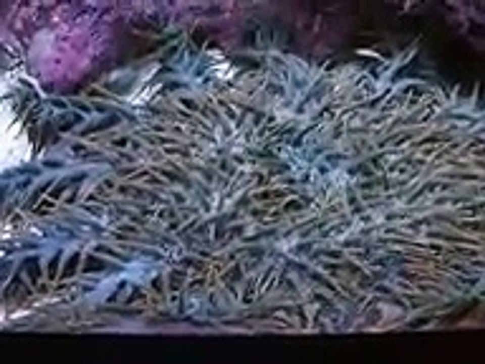 The poison stafish 'crown of thorns stafish' (video fish water marine deep sea pet beach)