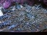The poison stafish 'crown of thorns stafish' (video fish water marine deep sea pet beach)