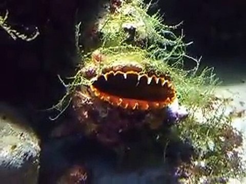 The devil's mouth! fluted giant clams (video fish water marine deep sea pet beach)