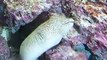The giant eel's mouth (video  fish water marine deep sea pet beach)