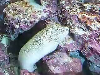 The giant eel's mouth (video  fish water marine deep sea pet beach)