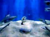 The mysterious white fishes (video fish water marine deep sea pet beach)