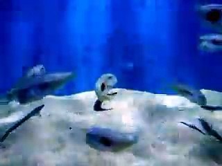 Video herunterladen: The mysterious white fishes (video fish water marine deep sea pet beach)