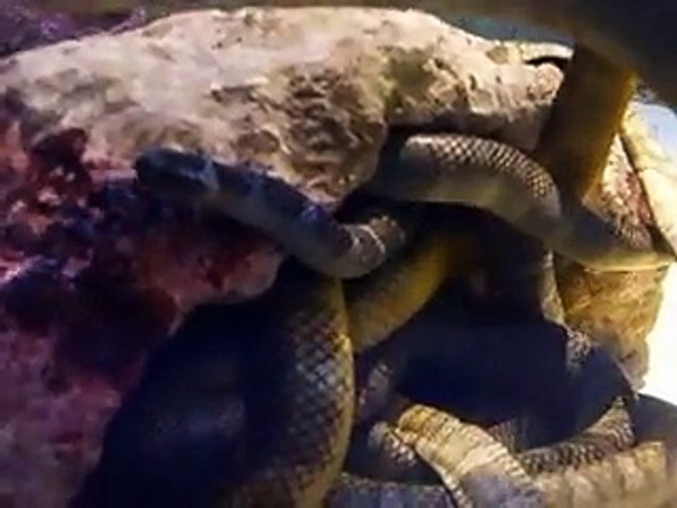 The poison sea snakes (video  fish water marine deep sea pet beach)