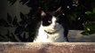 Little Pink Nose - A Very Cute Kitten Watching The Birds in My Garden