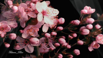 Secret Garden -  Pastorale