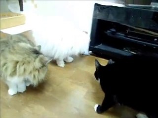 ネコとネズミ