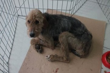 Ölü Yavrularını 18 Gün Karnında Taşımış