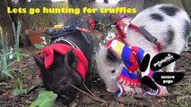 Micro pigs hunting for truffles?