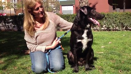 Romeo, the dog that refused to die