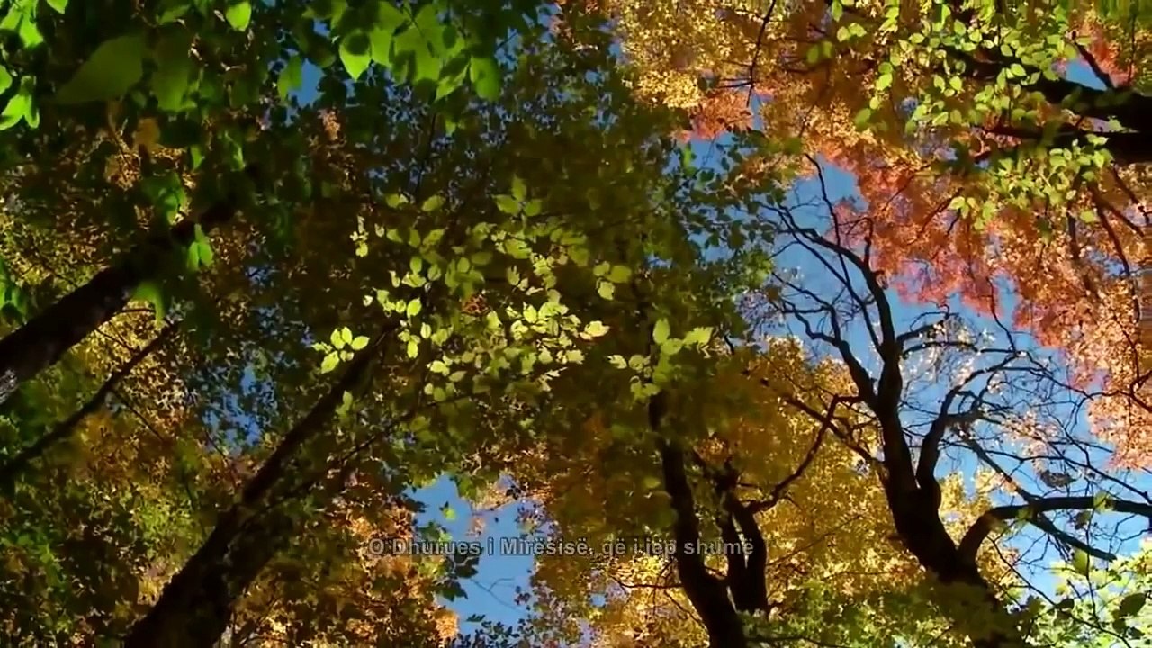Nasheed - ilahi prekëse