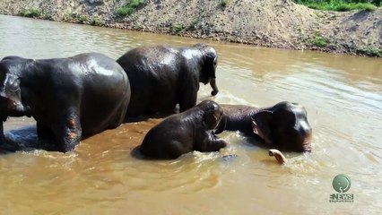 Elephant bath time naturally