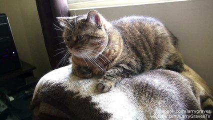 Crazy funy Cat watch on dailymotion