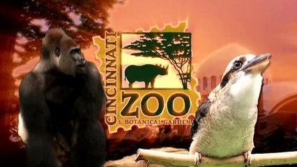 Des pandas rouges s'amusent comme des fous dans la neige au zoo de Cincinnati.