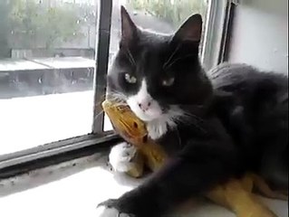 Love Is A Necessarily Ingrained Asset In Every Living Beings