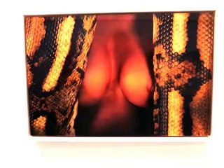 Ryan McGinley - animals
