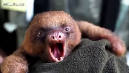 Haroon Mahmood – Laughable Baby Animal Video – Haroon Mahmood