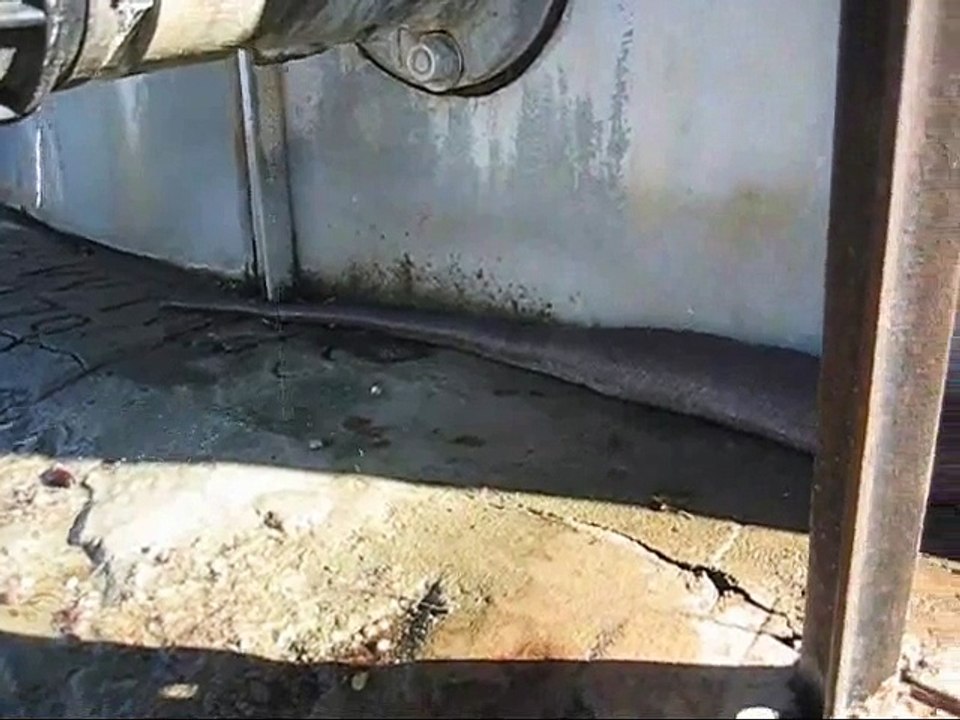 Funny Anaconda