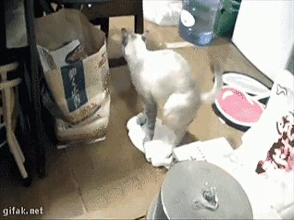 deaf cat