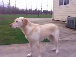 Un chien complètement défoncé car il a mangé un brownies au cannabis!