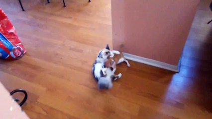 Dog vs Cat play fighting