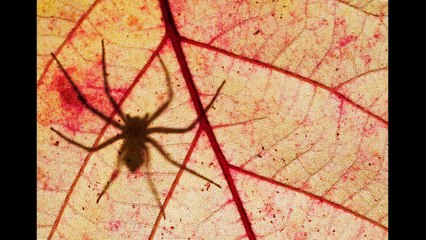 Microcosmo ligure - test 1