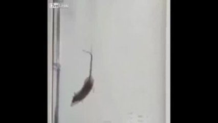 Fareyi Kuyruğundan Uçan Balonlara Bağlayıp Havaya Bıraktılar