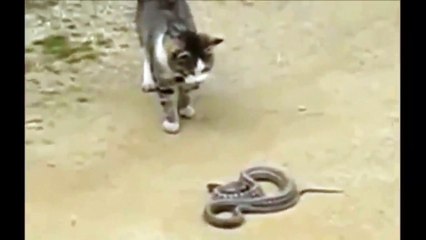 cat kill snake amazing must watch,infoprovider
