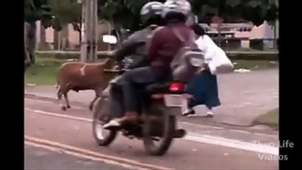 Funny Pets Videos - Hahahahaha