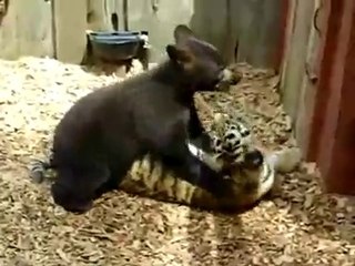 funy tiger vs bear fighting
