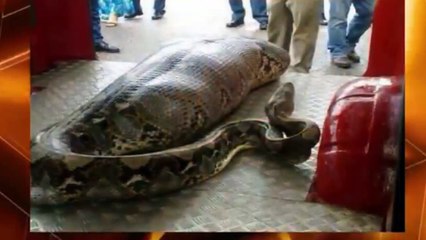 snake eats drunk man alive in india